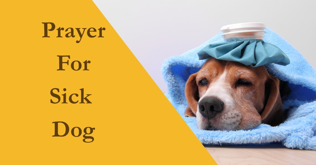 Prayer For Sick Dog