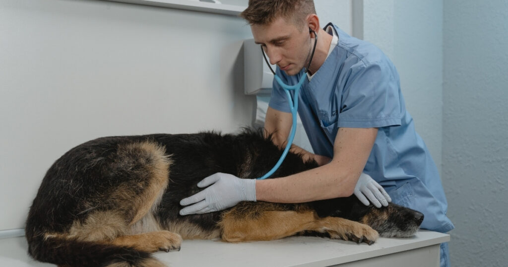 oracion para los perros enfermos