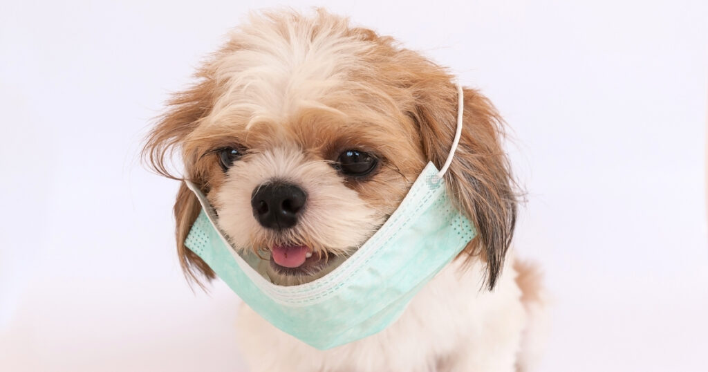 oracion para un perro enfermo