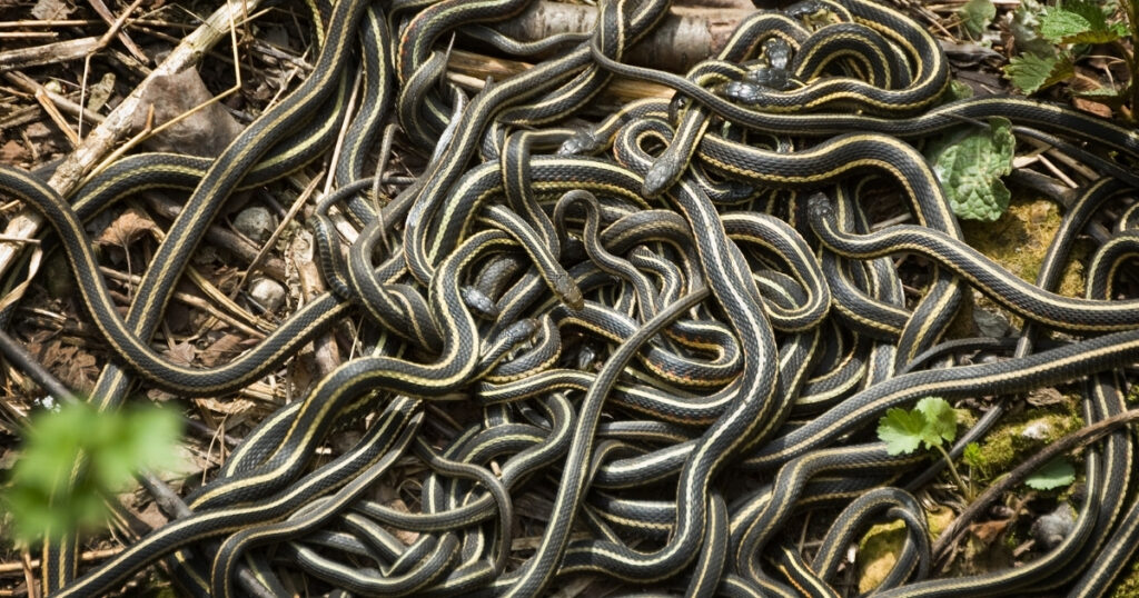 Biblical meaning of snakes in dreams